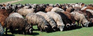 В парках Рима следить за газонами будут коровы и овцы