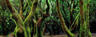 Волшебные леса Тенерифе признаны биосферным заповедником